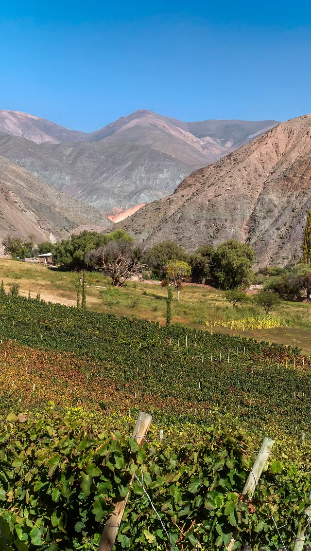 Viñedos de Bodega Kindgard
